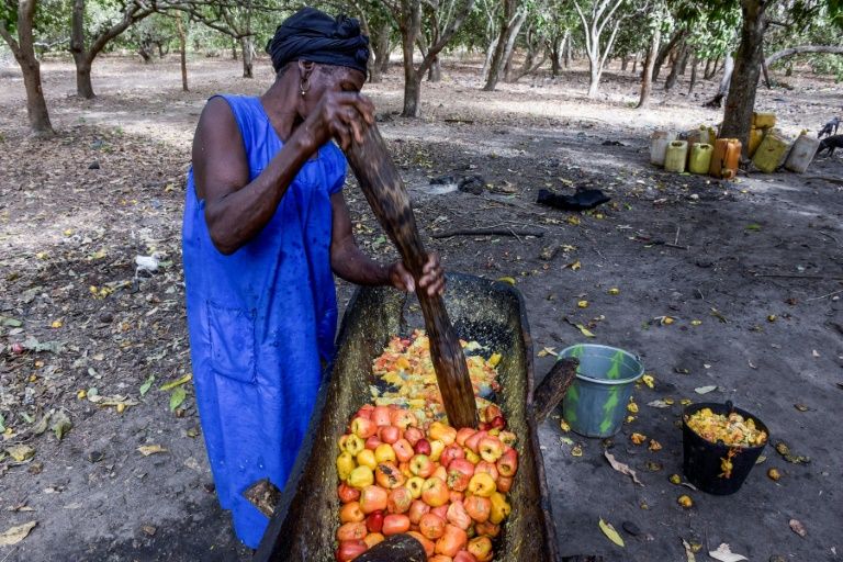 25/09/17  La Guine-Bissau engrange les fruits d'un cajou mieux pay aux paysans