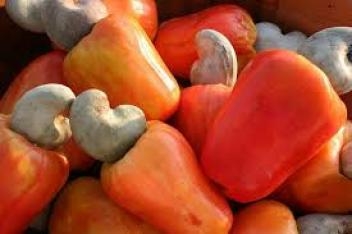 02/12/19 Soutien aux producteurs de cajou en Côte d’Ivoire