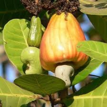 15/05/19  L'envole des ventes de cajou ouest-africaines vers l'Inde et le Vietnam