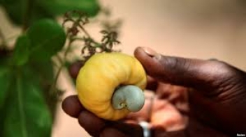 07/02/19  Chute de 25% du prix minimum garanti du cajou en Cte d'Ivoire
