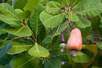 13/04/21 Côte d’Ivoire : bond des exportations de noix et amandes de cajou au 1er trimestre