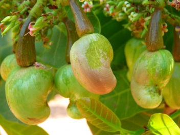 21/12/21De meilleures données pour les producteurs de cajou en Afrique de l’Ouest avec Cashew-IN