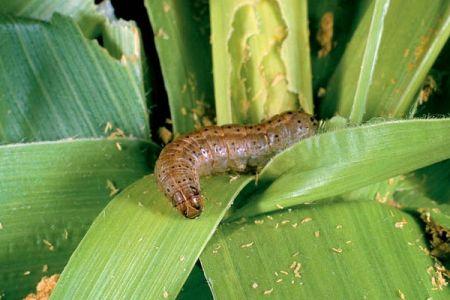06/02/17 L’Afrique du Sud confirme la présence des chenilles légionnaires dans les bassins de production de maïs