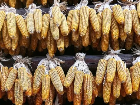 06/09/23 Du maïs chinois cultivé au Bénin pour être exporté en Chine