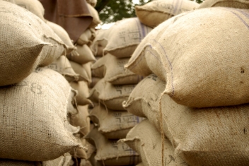 30/01/20 Hausse des arrivées de cacao en Côte d’Ivoire et au Ghana