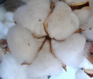 25/04/17  Une production de plus 800 000 tonnes de coton au Burkina en 2017/18