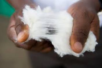 13/04/18 Baisse des superficies de coton mais hausse de production en 2018/19 en Afrique de l'Ouest, selon l'USDA