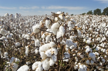 27/11/2020 Nouveau record de la production de coton en Côte d’Ivoire en 2020/21