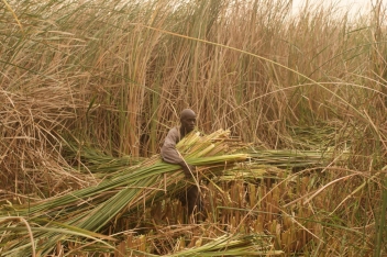 12/09/18  Le typha du bassin du fleuve Sngal valoris