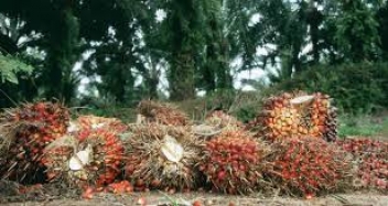 11/10/18  La production d'huile de palme de Dekeloil en Cte d'Ivoire se redresse