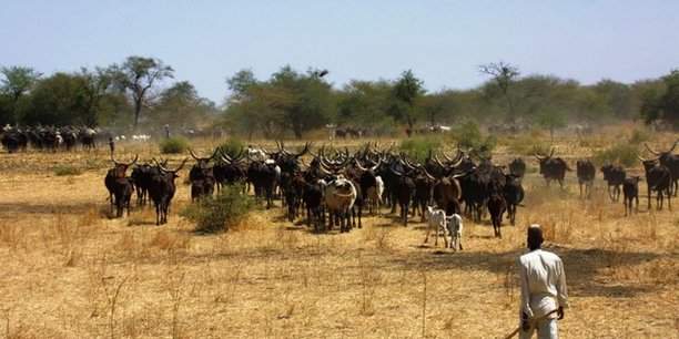 18/12/17  Ethiopie  : 170 millions de dollars pour soutenir l'levage et les pcheries