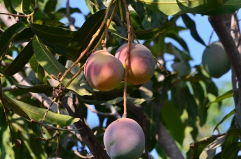 19/05/2020 La mangue ouest-africaine tracée par la blockchain