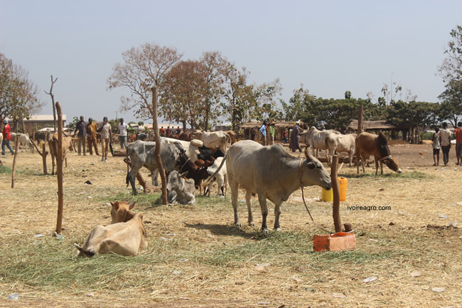 24/12/16  Cte dIvoire: baisse substantielle des plaintes lies aux conflits agriculteurs-leveurs 