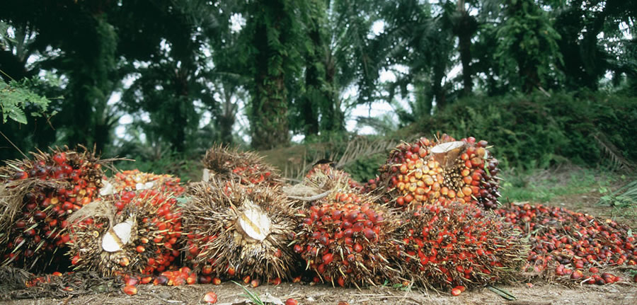 14/02/17 Côte d'Ivoire - Palmiers à Huile : Certification de 5 000 petits producteurs d’huile de palme en Côte d’Ivoire