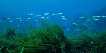 04/02/2020 Prochaine création d'un réseau ouest-africain de spécialistes des herbiers marins