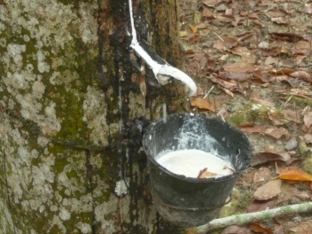 28/10/19 Caoutchouc : le résultat net de la SOGB en Côte d’Ivoire grimpe de 200%