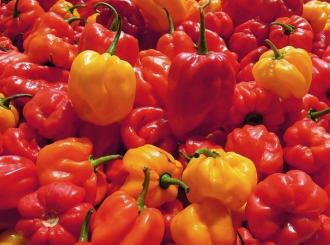 08/11/17 Le Ghana peut à nouveau exporter ses légumes vers l’Europe