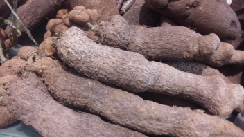03/07/18  Le FED apporte son appui aux filires marachre et manioc en Cte d'Ivoire
