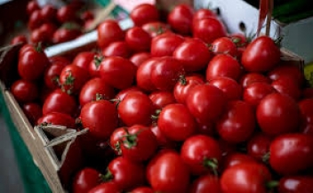 30/01/20 Le Nigéria manque cruellement de tomates, la Banque centrale lance un appel aux investisseurs