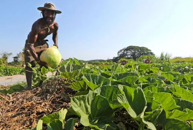 11/11/2020 Côte d’Ivoire/ Mévente du caoutchouc :Des plantations d’hévéa reconverties en vivriers.