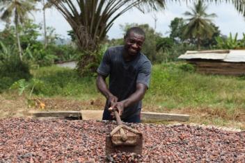 30/03/18  Status quo sur le prix au producteur de cacao en Cte divoire