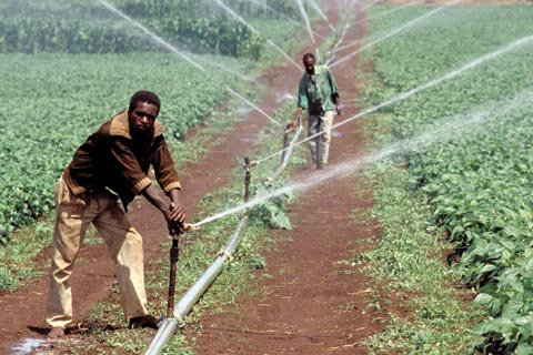 Petite irrigation locale : La Bad pour une vulgarisation  grande chelle du Papil