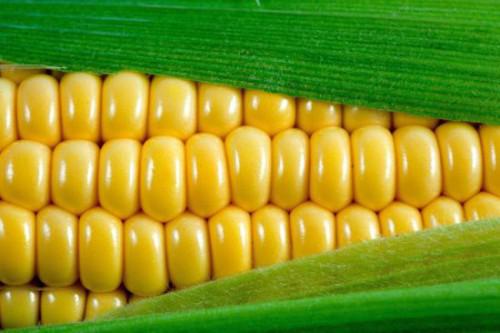 03/08/15 Biotechnologie : le Kenya produit son premier maïs génétiquement modifié