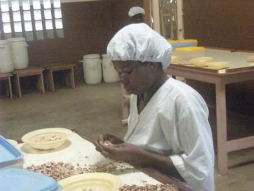 10/08/15 Ghana : un éventuel embargo sur les exportations d’anacarde divise producteurs et transformateurs