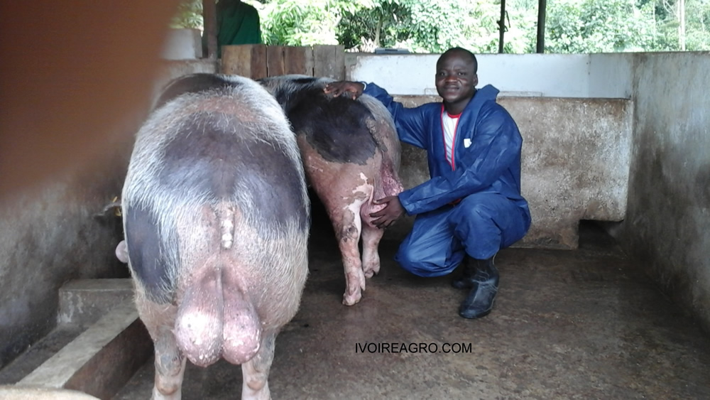 M. Karidioula  Tiemoko : spcialiste en levage porcin
