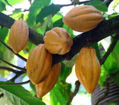 13/04/15 COTE D’IVOIRE : VAVAOUA, 80 HECTARES DE CACAOYERS ATTEINTS DU SWOLLEN SHOOT DETRUITS PAR L’ANADER.