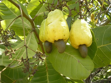 26/01/15 COTE D'IVOIRE,NOIX DE CAJOU : LA PRODUCTION NATIONALE ATTEINDRA LES 600 000 TONNES