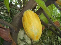 29/12/14 SAN PEDRO: LA FOIRE INTERNATIONAL DU CHOCOLAT REPORTEE EN 2016