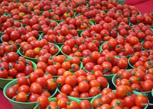 01/09/15 Nigeria: de nouvelles variétés de tomates pour réduire la facture des importations
