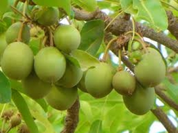 13/10/19 La fiche technique du Programme d’appui au développement des filières agricoles lancée à Korhogo