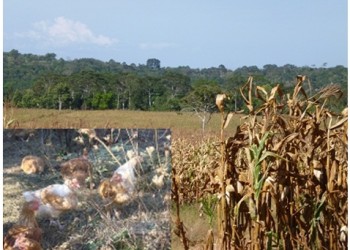 11/08/15 Performance: l'élevage et l'agriculture appellent la forêt