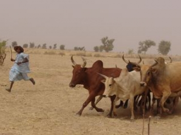 11/07/18  $ 60 millions de l'IDA pour l'agriculture dans les zones arides du Mali