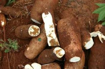 13/04/18 Mise en garde contre la maladie de la striure brune du manioc en Afrique de l'Ouest