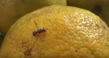 19/02/19  Satisfecit dans la lutte contre la mouche des fruits en Afrique de l'Ouest