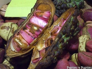 17/03/2020 Des innovations dans la culture de la noix de cola en Côte d'Ivoire