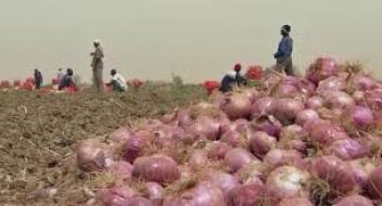 09/08/17  Les producteurs d'oignons au Sngal se prparent  l'ouverture du march