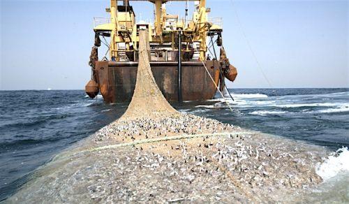 22/11/16 Le manque  gagner dans la pche et lindustrie maritime ouest-africaine dpasse 20 milliards de $