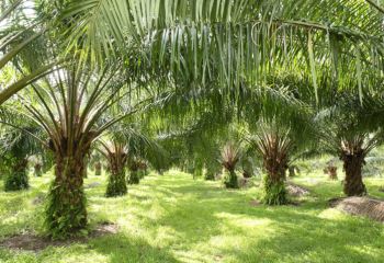 10/11/20 Dekel Agri-Vision très optimiste sur l'huile de palme en Côte d'Ivoire