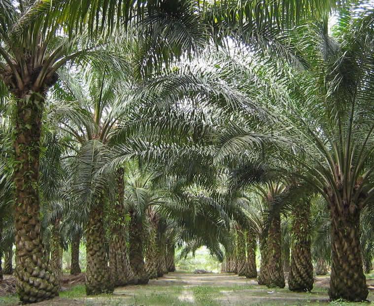 03/05/2017 La filière palmier à huile en Côte d’Ivoire s’attelle à la traçabilité