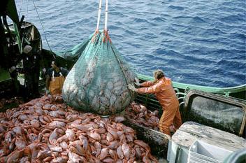 28/05/17  Le Sngal a export pour FCFA 204 milliards en produits de la pche en 2016