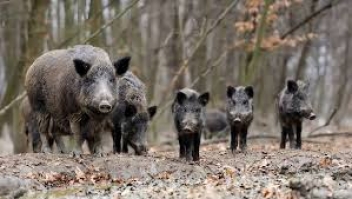 09/05/19   La peste porcine africaine en Chine bouleverse la filire viande 