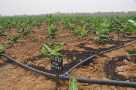 Un atelier pour doter la Côte d’Ivoire d’un cadre juridique relatif à l’utilisation des ressources phytogénétiques