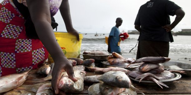 12/07/17 Alimentation : l’Afrique, plus que jamais dépendante des importations, préviennent la FAO et l'OCDE