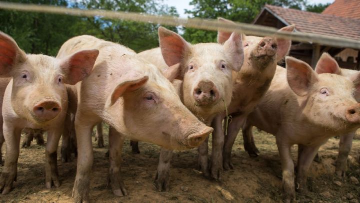 20/06/18  Peste porcine : Labattage systmatique des porcs recommand aux leveurs  Boundiali