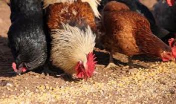 19/01/18  La Cte d'Ivoire propose  3 300 jeunes une insertion professionnelle dans l'aviculture