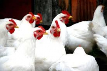 15/05/19  A Lom, 300 chercheurs mondiaux planchent sur les dfis de l'aviculture